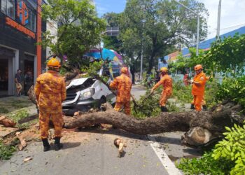 CBMCE atendeu mais de 590 ocorrências com árvores no primeiro trimestre de 2022