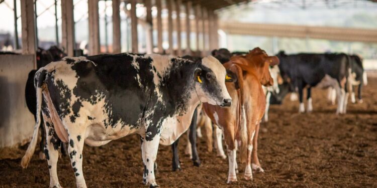 Vacinação contra febre aftosa começa neste domingo