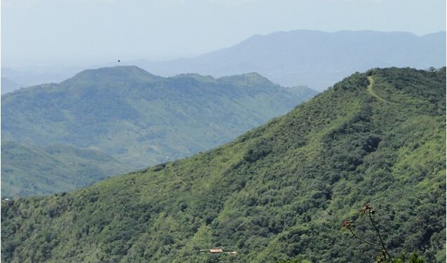Desmatamento na Mata Atlântica diminui no Ceará, mas cresce 66% em 15 estados