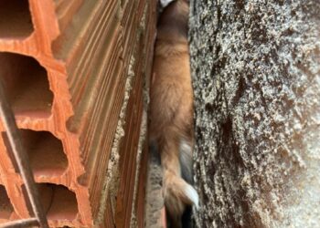 VÍDEO: Corpo de Bombeiros resgata cadela entre paredes no Pedregal