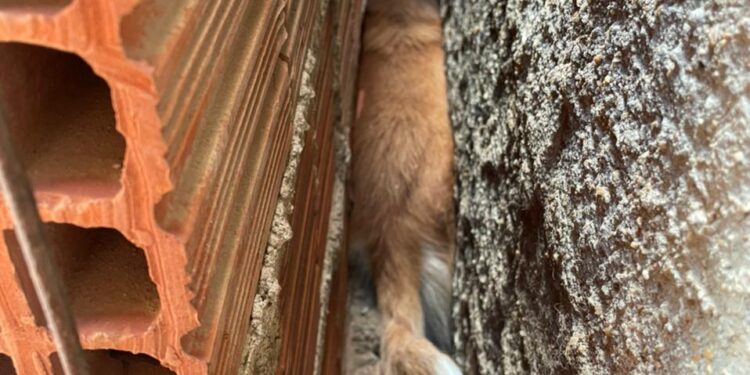 VÍDEO: Corpo de Bombeiros resgata cadela entre paredes no Pedregal