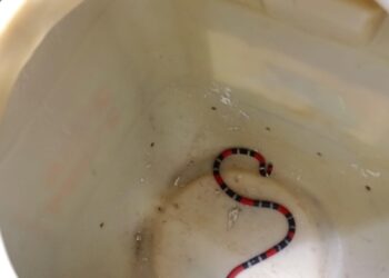 Corpo de Bombeiros resgata serpente mais venenosa no Brasil em Itaitinga