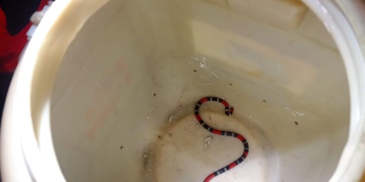 Corpo de Bombeiros resgata serpente mais venenosa no Brasil em Itaitinga