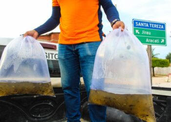 Peixamento distribui 50 mil alevinos em mais de 30 lagoas e açudes do Aracati