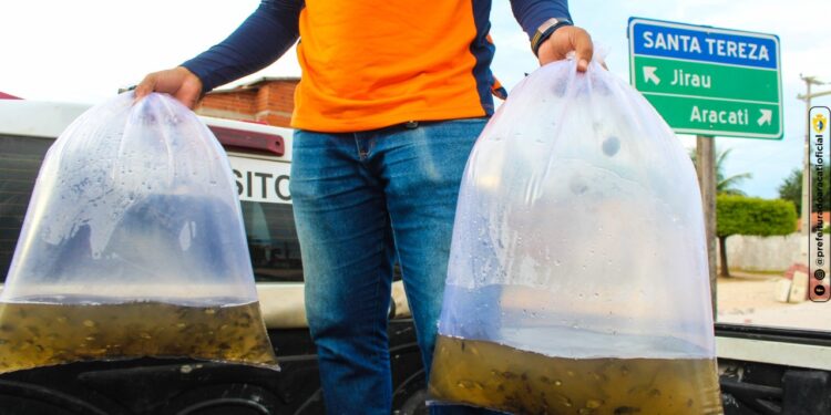 Peixamento distribui 50 mil alevinos em mais de 30 lagoas e açudes do Aracati
