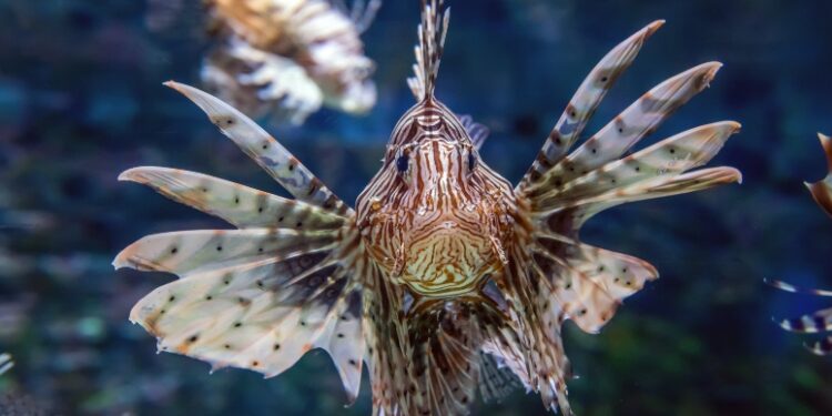 Peixe-Leão no Ceará: pescador não teve parada cardíaca e Sesa orienta população sobre contato com o animal