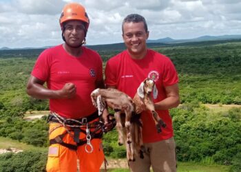 Corpo de Bombeiros resgatou mais de quatro mil animais em 2022