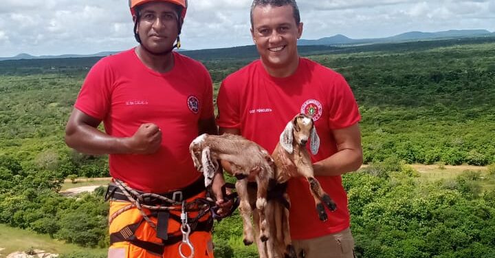 Corpo de Bombeiros resgatou mais de quatro mil animais em 2022