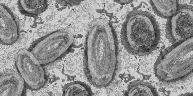 Sobe para seis o número de casos suspeitos de varíola dos macacos no Brasil