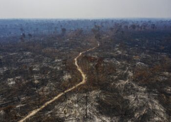 Amazônia tem recorde de desmate em setembro