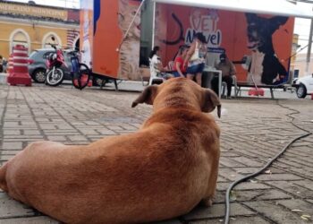 VetMóvel realiza atendimentos nas comunidades de Cacimba Funda, Cajazeiras e Assentamento Campos Verdes