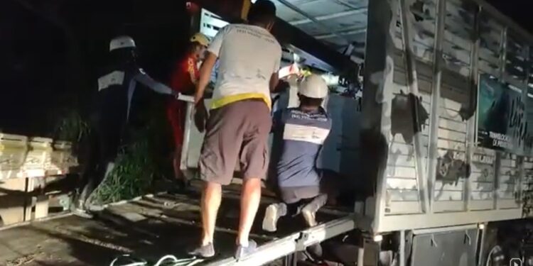 RPMont da PMCE realiza transporte de peixe-boi de Caucaia até Icapuí