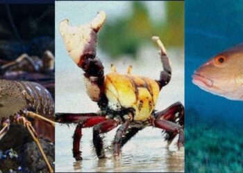 Prefeitura do Aracati chama atenção para período de defeso