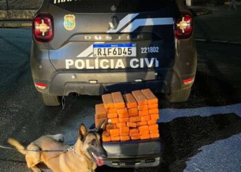 Polícia Civil apreende 30 quilos de maconha na divisa entre o Ceará e Pernambuco