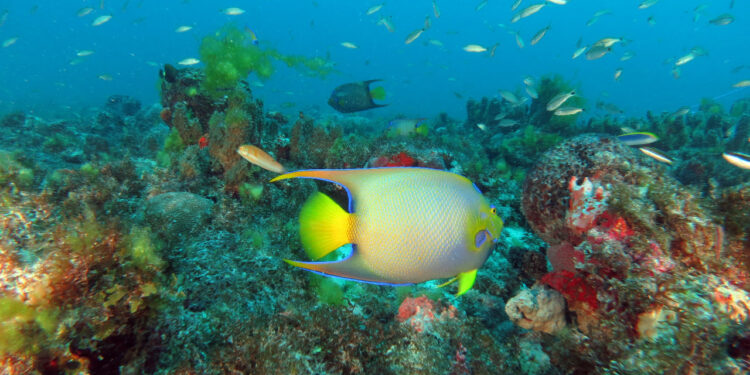 Movimento “Ceará sem lixo no mar” será lançado dia 19 de novembro, no Cumbuco