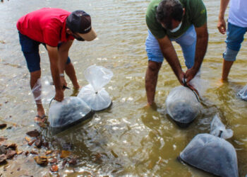 Peixamento vai distribuir 90 mil alevinos em 39 comunidades do Aracati nesta quarta (1º)