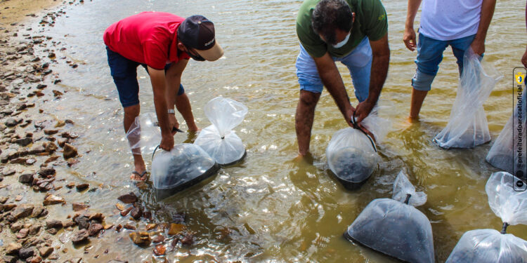 Peixamento vai distribuir 90 mil alevinos em 39 comunidades do Aracati nesta quarta (1º)