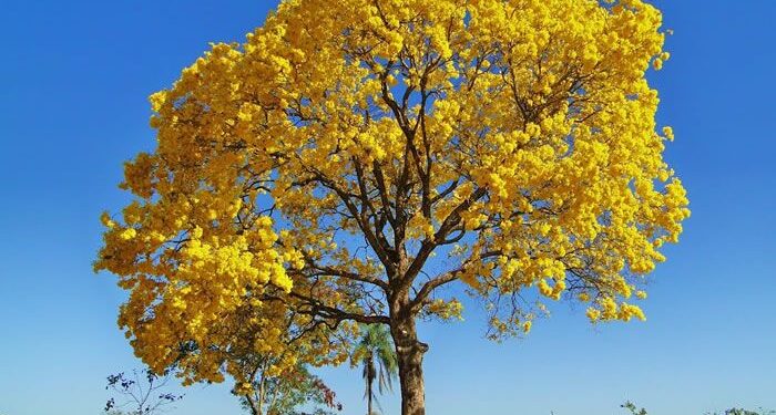 Escritora aracatiense lança livro no Espaço das Artes