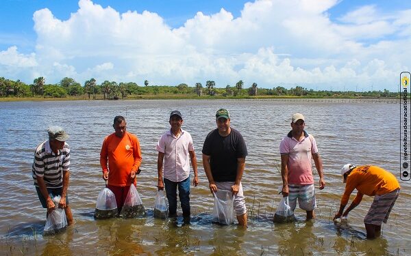 93 mil alevinos foram entregues em Aracati, batendo recorde de peixamento