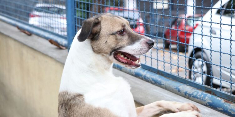 Câmara aprova projeto que incentiva a adoção de animais