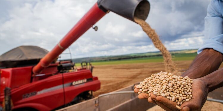 Aumento da temperatura vai afetar a produção de feijão no Brasil
