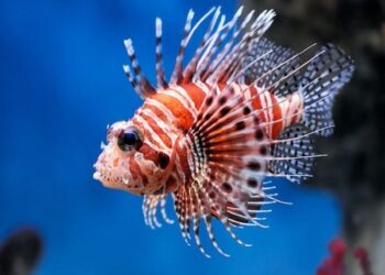 Encontrado em Majorlândia, peixe-leão não pode ser manuseado e nem jogado de volta ao mar