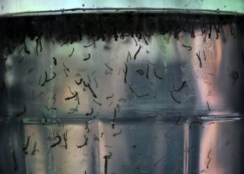 Com aumento de casos, governo cria centro para monitorar dengue