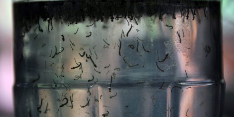 Com aumento de casos, governo cria centro para monitorar dengue