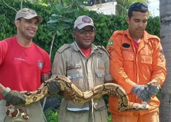 Corpo de Bombeiros resgata três jiboias durante ações distintas em Aracati