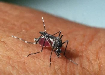 No Ceará, chikungunya matou mais do que dengue em uma década