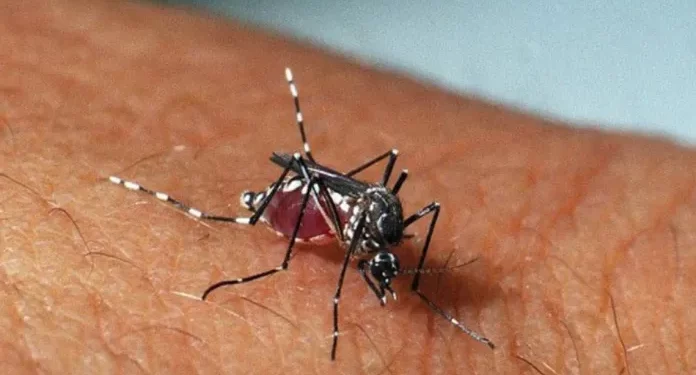 No Ceará, chikungunya matou mais do que dengue em uma década