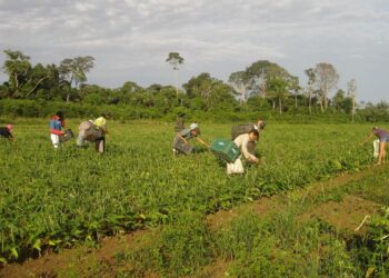 CMN eleva teto de financiamento para cooperativas do Pronaf