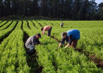 Agronegócio gerou mais de 359,6 mil empregos formalizados no setor