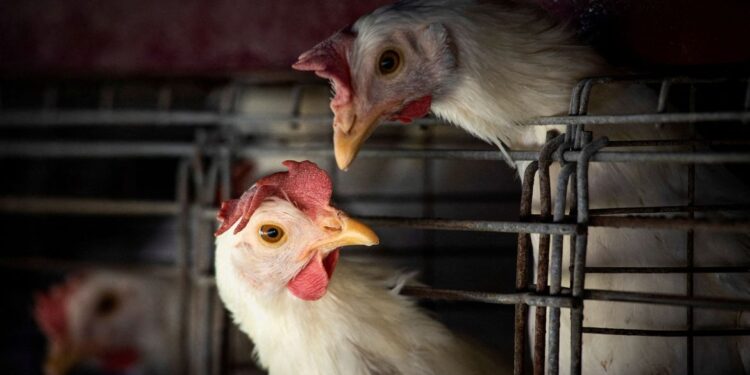 Gripe aviária leva Brasil a decretar emergência zoossanitária