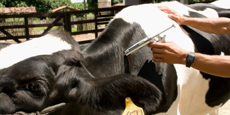 Campanha de vacinação contra Febre Aftosa termina hoje