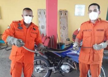 Corpo de Bombeiros do Ceará encerra 1º quadrimestre com aumento de 13% em resgate de animais