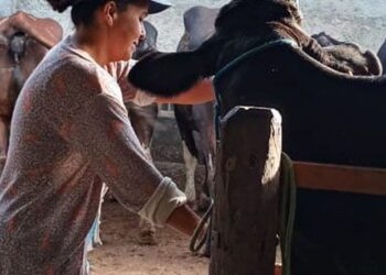 Agricultura familiar ajuda a aumentar produção leiteira no Nordeste