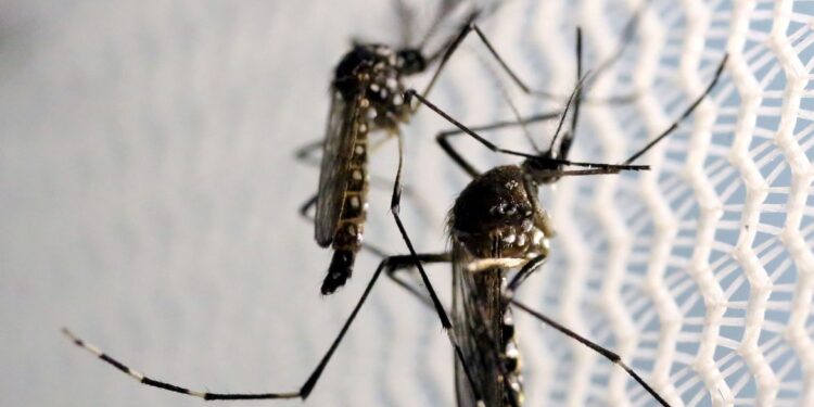 Saúde lança campanha após aumento da dengue, Zika e chikungunya