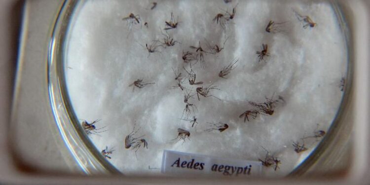Nova vacina contra a dengue chega ao Brasil nesta semana