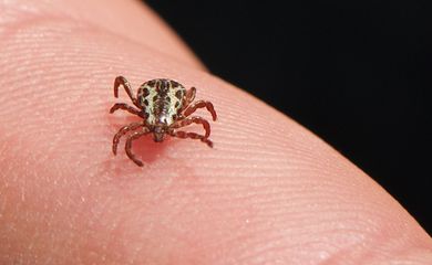 Saiba como evitar contato com o carrapato que causa a febre maculosa