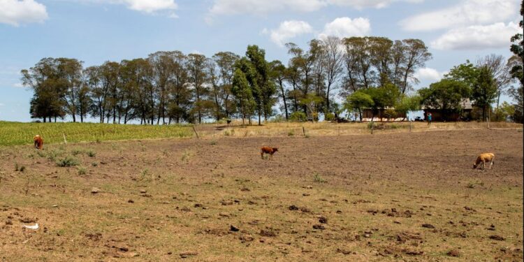 El Niño é anunciado no Brasil e pode durar até 2 anos
