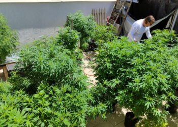 Anvisa proíbe importação de cannabis in natura e partes da planta