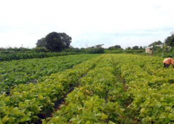 Ministérios assinam acordo para impulsionar agricultura familiar