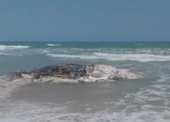 Carcaça de baleia é encontrada na praia de Majorlândia