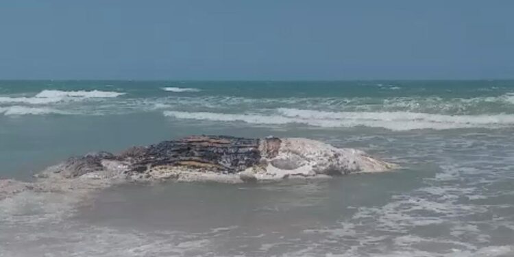 Carcaça de baleia é encontrada na praia de Majorlândia