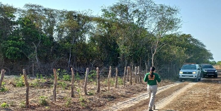Operação Mata Atlântica resulta em quase 2 milhões de multas por desmatamento ilegal no Ceará
