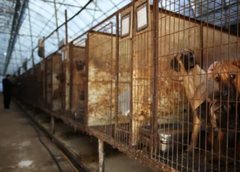 Coreia do Sul aprova lei que proíbe consumo e venda de carne de cachorro