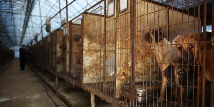 Coreia do Sul aprova lei que proíbe consumo e venda de carne de cachorro