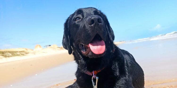 Procura-se labrador perdido em Majorlândia