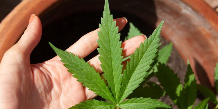 STF suspende julgamento sobre descriminalização do porte de drogas